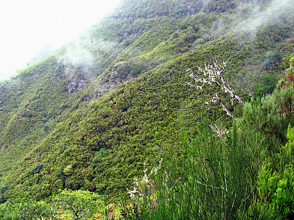 Levada de Risco (Madeira - Portugalsko)