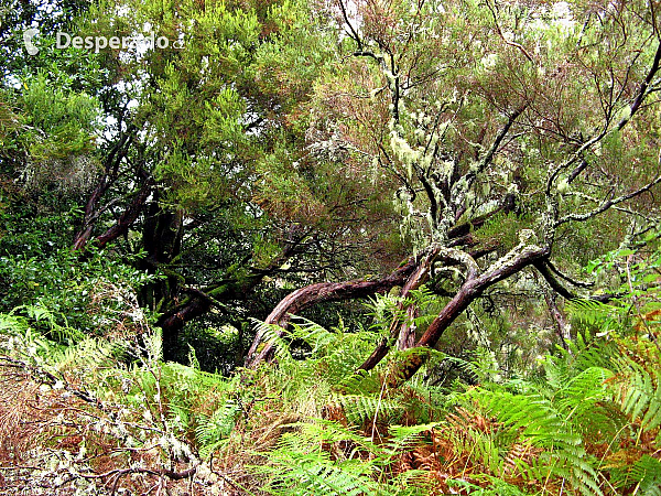 Levada de Risco (Madeira - Portugalsko)