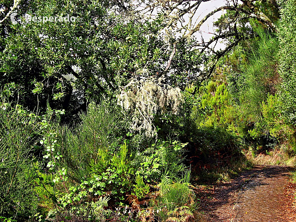 Levada de Risco (Madeira - Portugalsko)