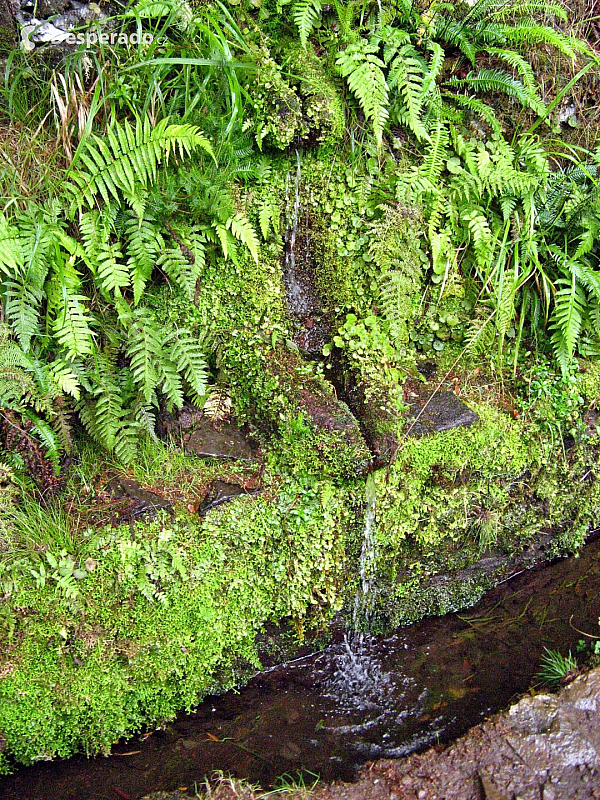 Levada de Risco (Madeira - Portugalsko)