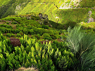 Levada de Risco (Madeira - Portugalsko)