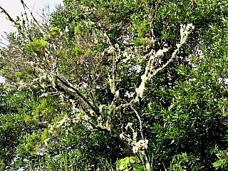Levada de Risco (Madeira - Portugalsko)