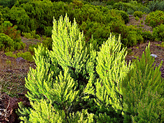 Levada de Risco (Madeira - Portugalsko)