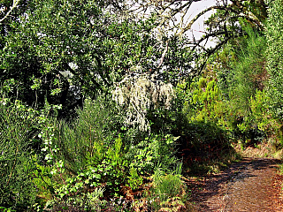 Levada de Risco (Madeira - Portugalsko)