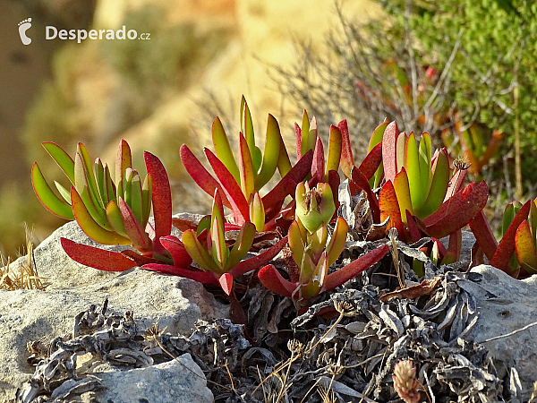 Carvoeiro (Algarve - Portugalsko)