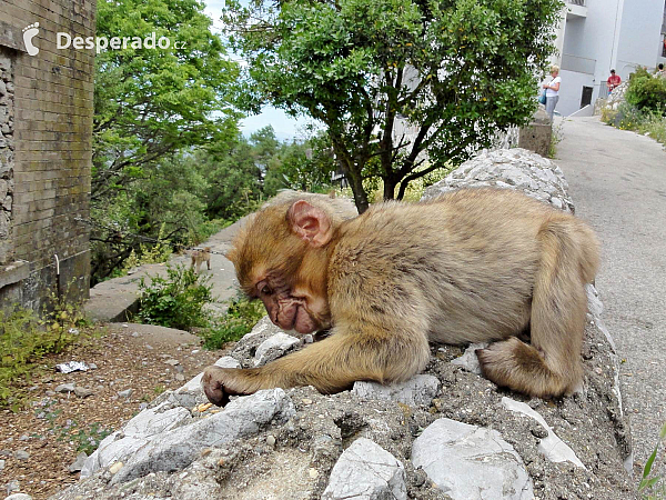 Gibraltar (Velká Británie)