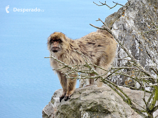 Gibraltar (Velká Británie)