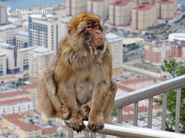 Gibraltar (Velká Británie)