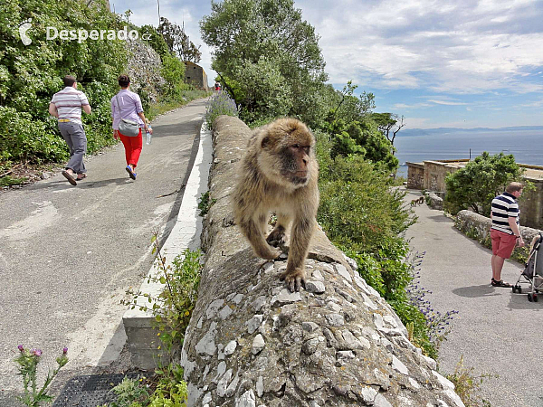 Gibraltar (Velká Británie)