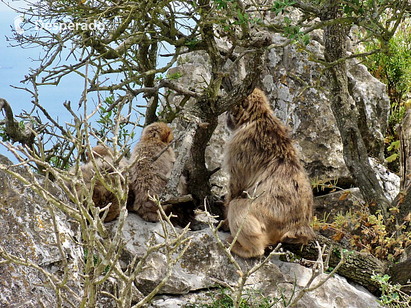 Gibraltar (Velká Británie)