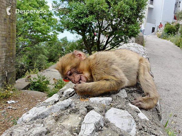 Gibraltar (Velká Británie)