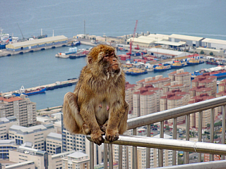 Gibraltar - fotogalerie z roku 2013