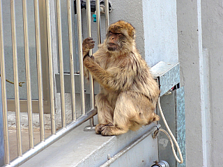 Gibraltar (Velká Británie)