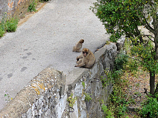 Gibraltar (Velká Británie)