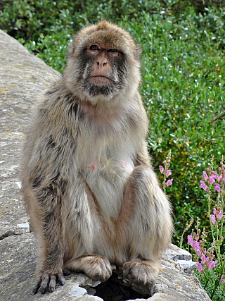 Gibraltar (Velká Británie)