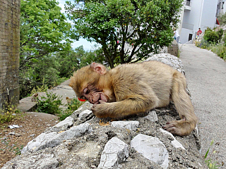 Gibraltar (Velká Británie)