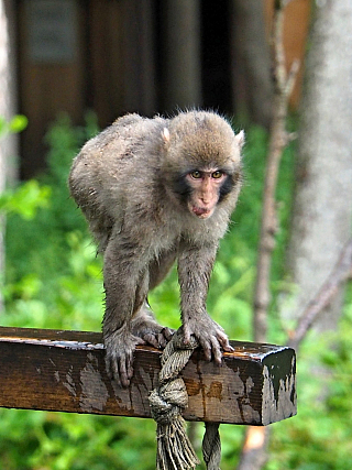 Affenberg Landskron - opičí park (Korutany - Rakousko)