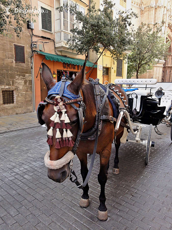 Palma de Mallorca (Mallorca - Španělsko)