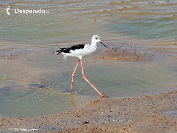 Maspalomas na Gran Canaria (Kanárské ostrovy - Španělsko)