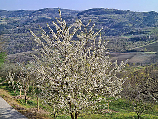 Motovun (Istrie - Chorvatsko)