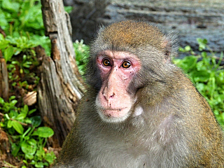 Fotogalerie z opičího parku Affenberg Landskron v Rakousku