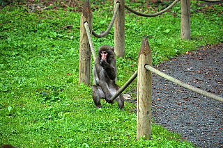 Makakové v Affenberg Landskron (Korutany - Rakousko)