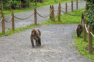 Makakové v Affenberg Landskron (Korutany - Rakousko)