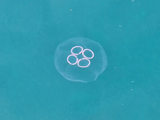 Rovinj (Istrie - Chorvatsko)