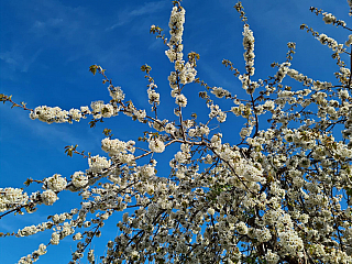 Bale (Istrie - Chorvatsko)