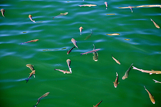 Bonifacio (Korsika - Francie)