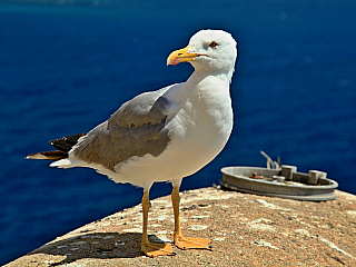 Bonifacio (Korsika - Francie)