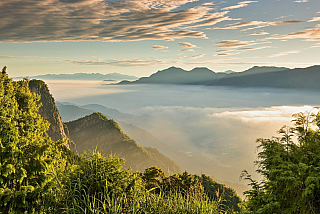 Čajové lístky z vrcholků hor (Alishan - Tchaj-wan)