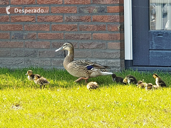 Volendam (Nizozemí)