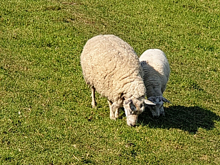 Volendam (Nizozemí)
