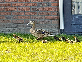 Volendam (Nizozemí)