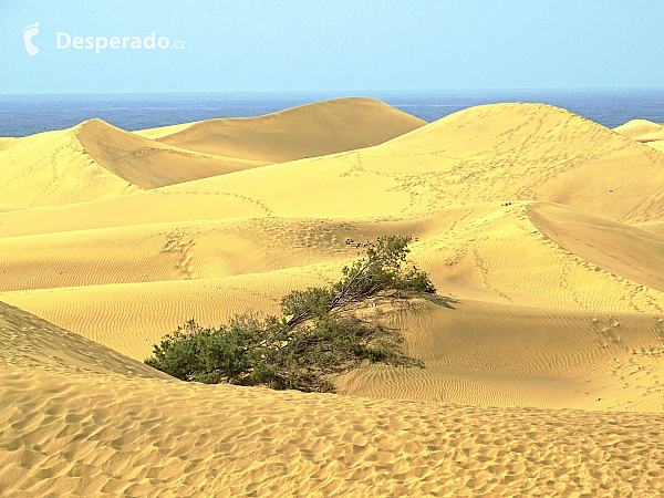 Písečné duny v Maspalomas (Gran Canaria - Španělsko)