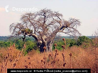 Baobab (Mosambik)