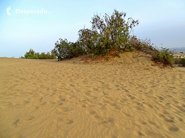 Maspalomas (Gran Canaria - Kanárské ostrovy - Španělsko)