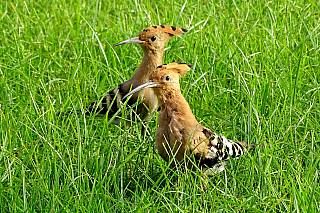 Maspalomas (Gran Canaria - Kanárské ostrovy - Španělsko)