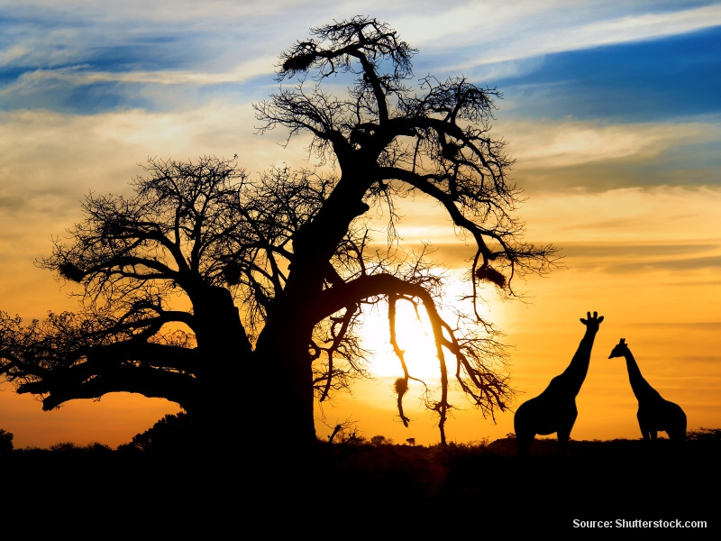 Žirafy při západu slunce  (Etiopie)