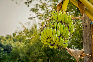 Kluai thot aneb jeden z místních banánových trsů (Thajsko)