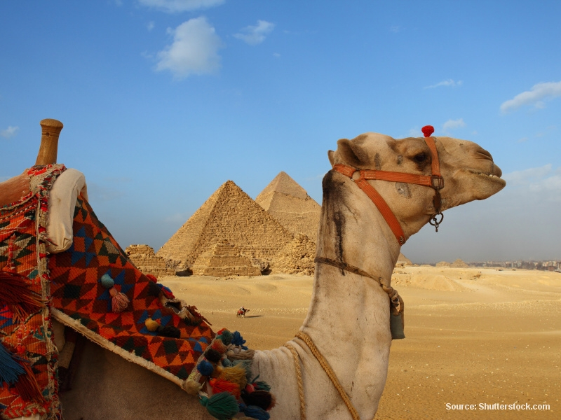 Velbloud před pyramidami v Gíze (Egypt)