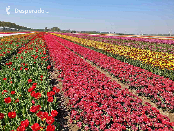 Holandské tulipány (Nizozemsko)