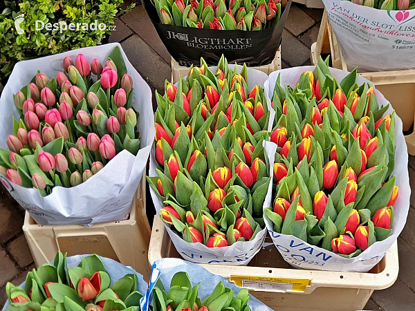 Holandské tulipány (Nizozemsko)