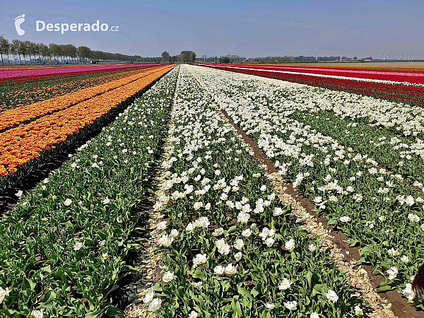 Holandské tulipány (Nizozemsko)