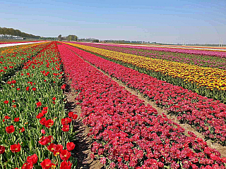 Holandské tulipány jsou skutečnou pestrobarevnou legendou (Nizozemsko)