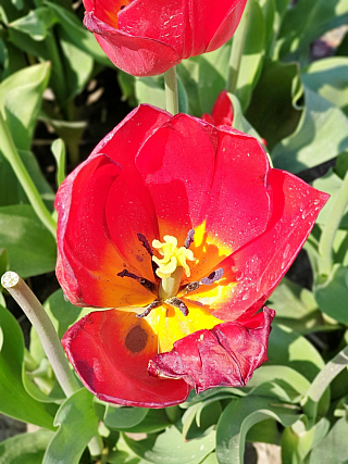 Holandské tulipány (Nizozemsko)
