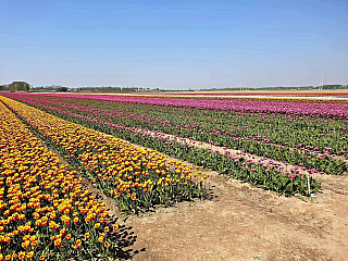 Holandské tulipány (Nizozemsko)