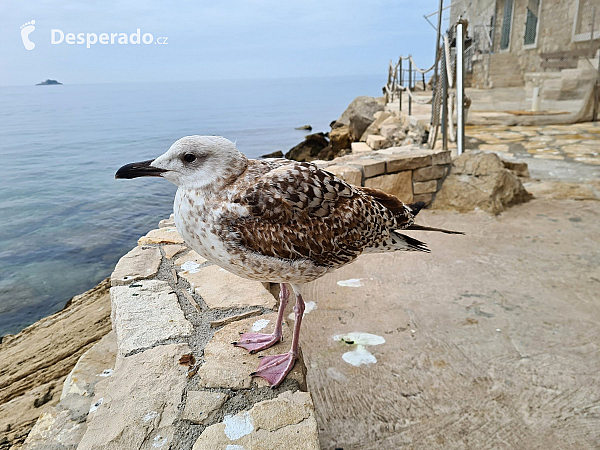 Rovinj (Istrie - Chorvatsko)