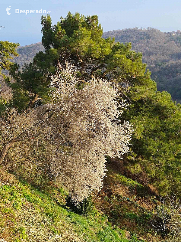 Labin (Istrie - Chorvatsko)